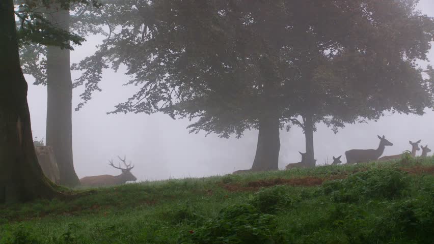 red deer rut