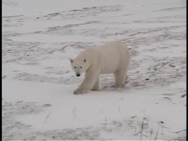 A polar bear walks along a frozen shoreline near Churchill, Alaska.