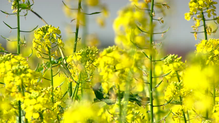 Canola field with busy bee.
