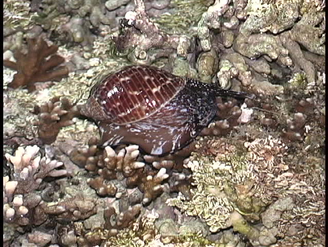A snail crawling underwater amongst rocks and sea-weeds.