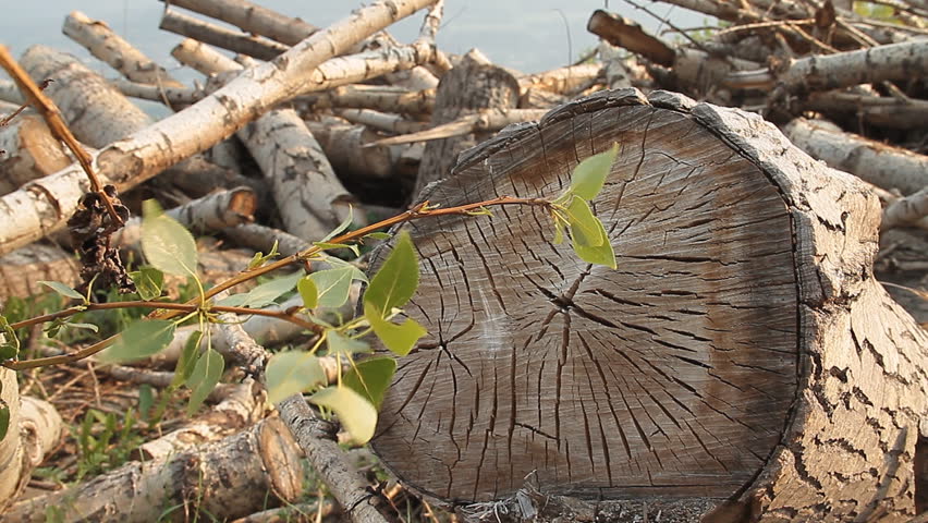 Sprouting poplar log