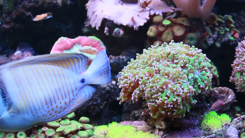 Marine aquarium