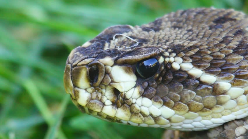 Eastern Diamondback Rattlesnake (Crotalus adamanteus) is a highly venomous snake of the south eastern United States that can result in human death.