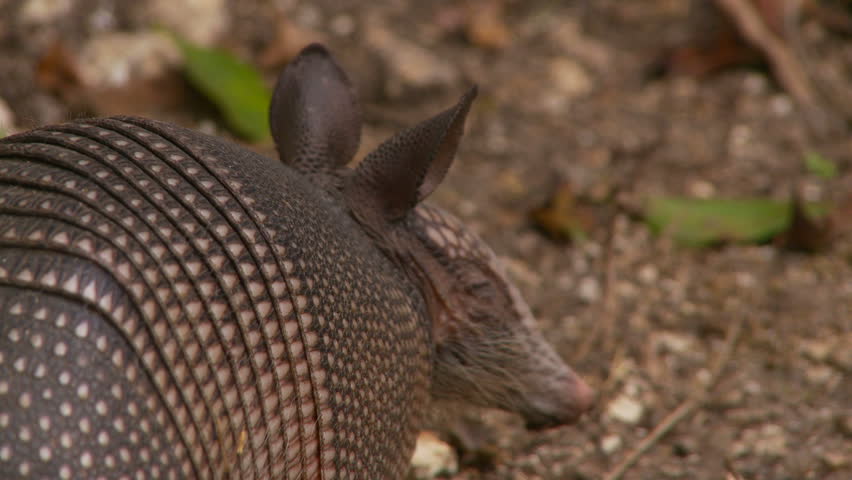 Armadillo searching for food