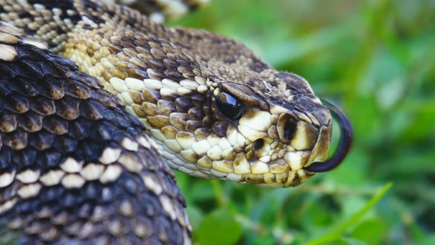 Eastern Diamondback Rattlesnake (Crotalus adamanteus) is a highly venomous snake of the south eastern United States.