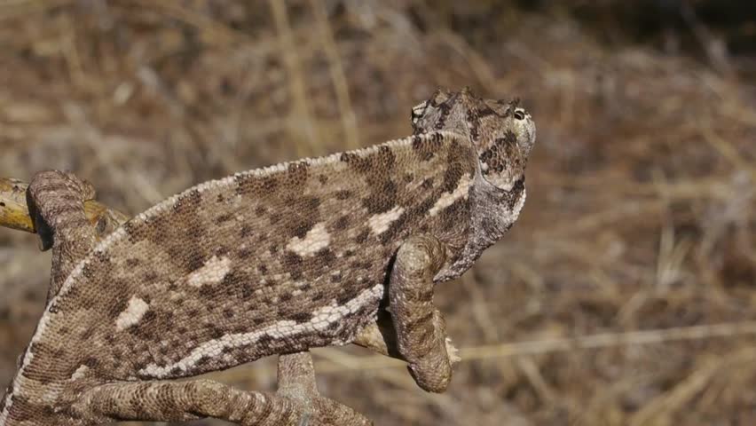 Brown hunting chameleon