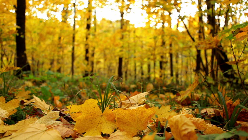 Autumn Leaves Falling 