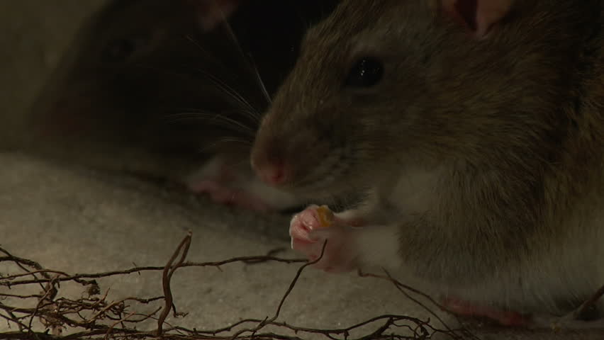 ECU of adult rat nibbling