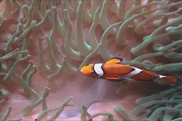 Clown fish darting amongst the stinging tentacles of the Sea Anemone 