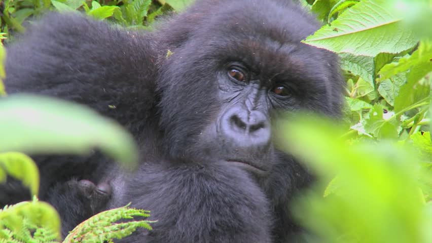 A mountain gorilla sits in the jungle greenery on a volcano in Rwanda.