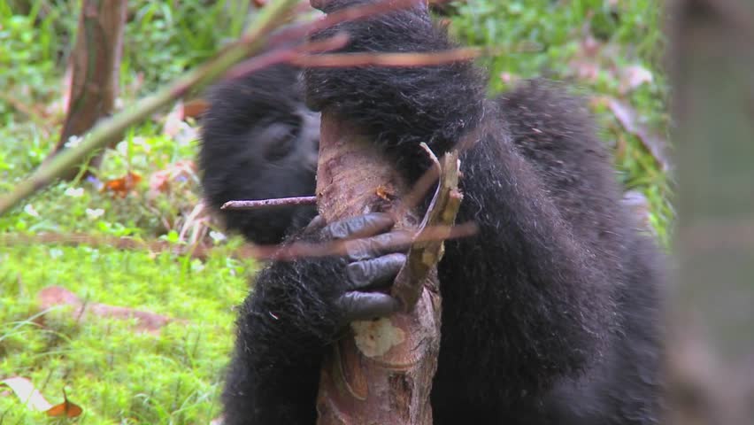 Mountain gorillas get high after eating the sap off eucalyptus trees in Rwanda.