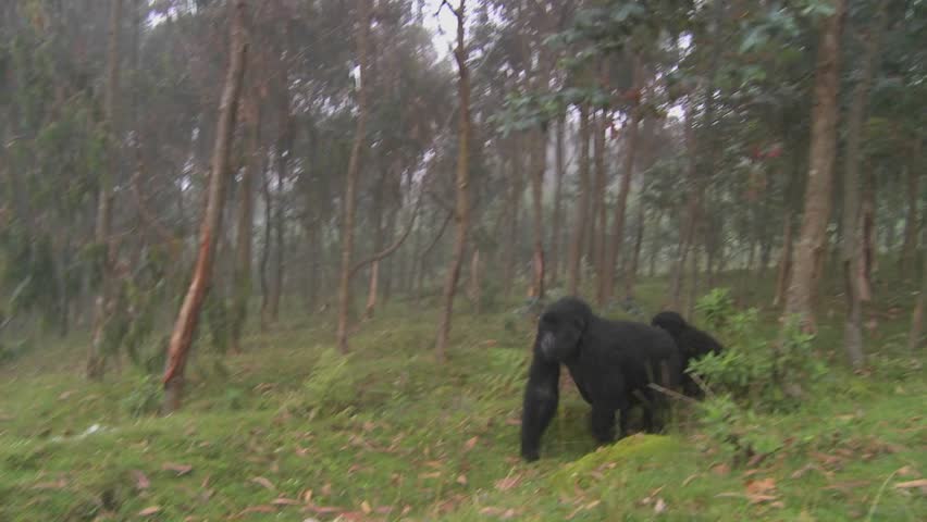 Gorilla and baby walk through farmers fields in the mist in Rwanda.