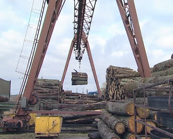 Unloading logs from the machines. Wood processing and industry. 