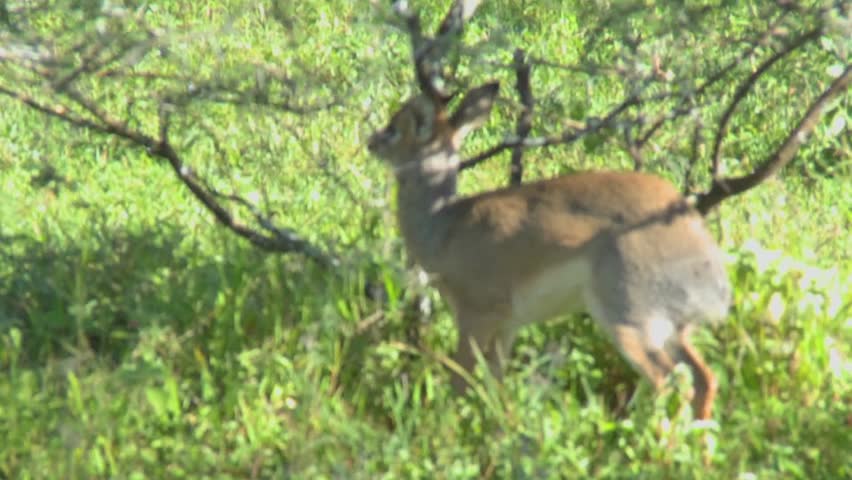 a deer like creature in the african wilderness cleaning itself.