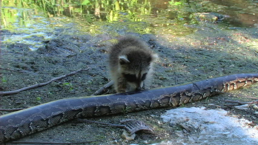 Adult python and baby raccoon