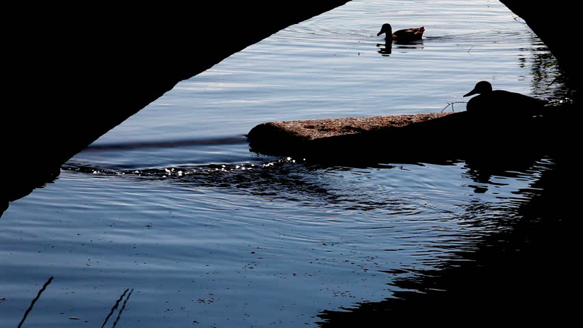 Duck hiding under a bridge