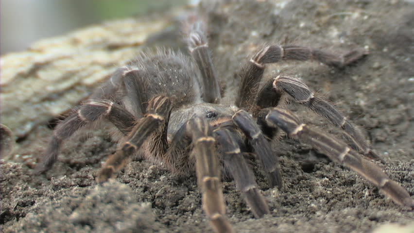 Tarantula