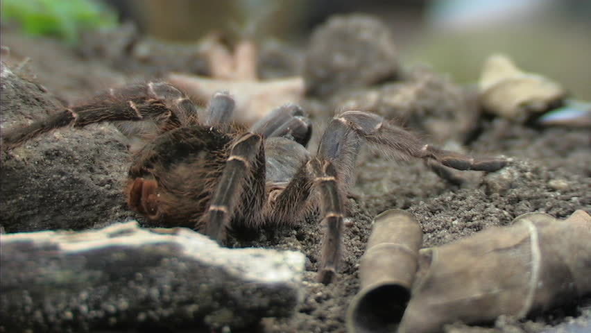 Tarantula
