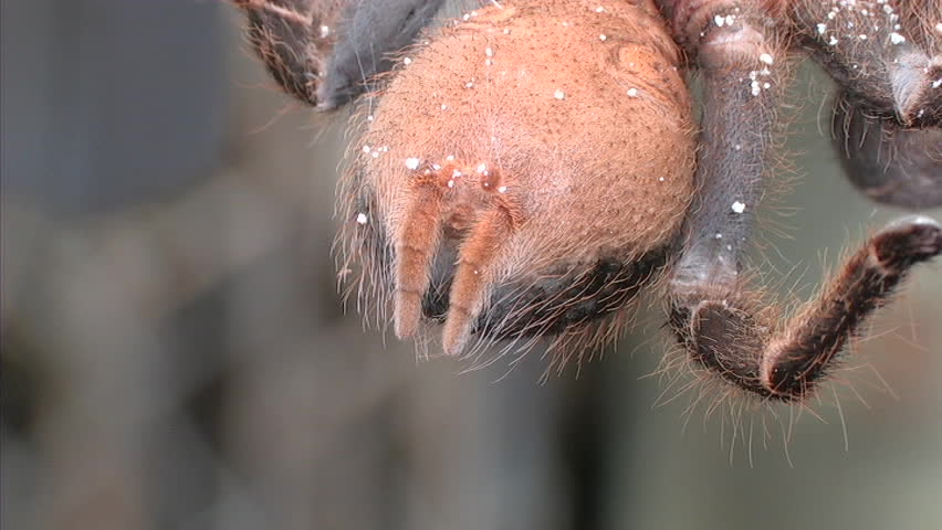 Tarantula (CU)
