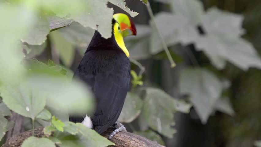 Keel Billed Toucan, from Central America. 