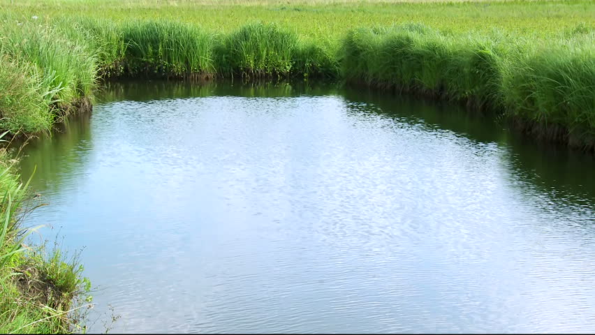 Lake with greenery around it