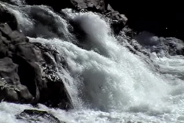 Salmon jump the falls at Lucia Falls on the Lewis River in Southern Washington State