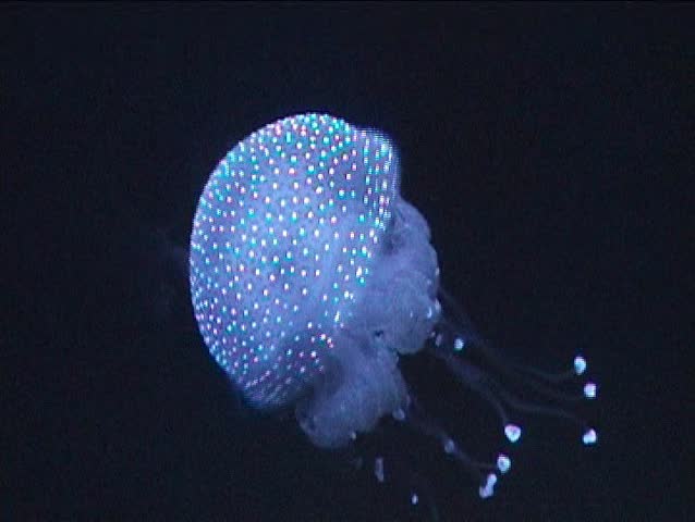 Medusa, jellyfish swimming