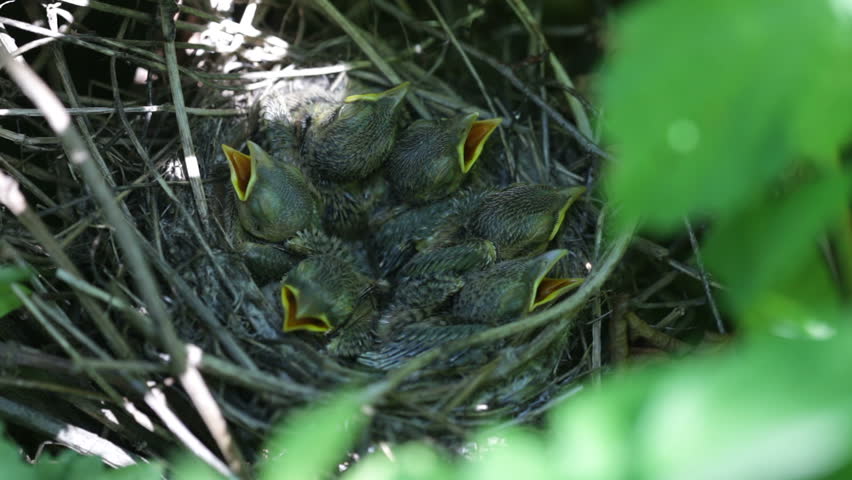 The bird feeds baby birds