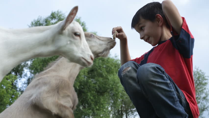 The boy and goat