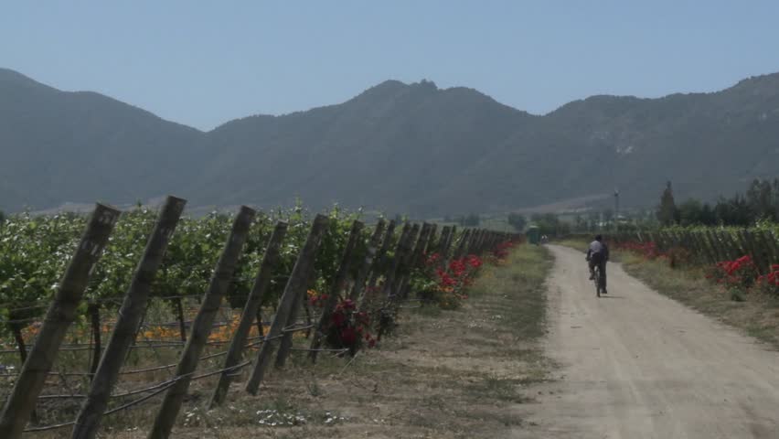 Pan across a vineyard in the Casablanca Valley near Valparaiso, Chile.