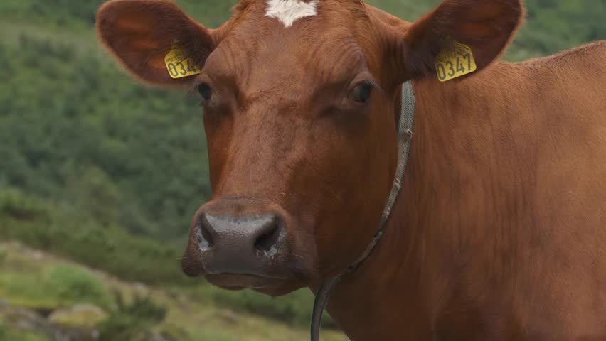 cow