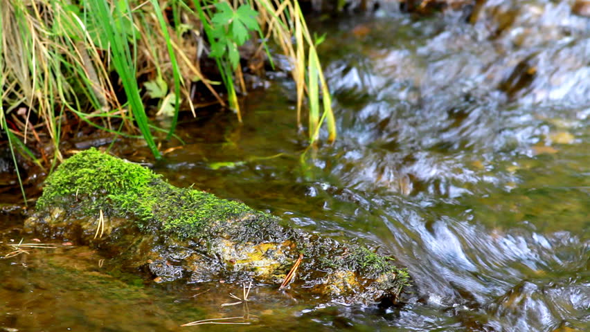 forest Creek