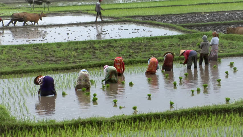 Bali rice field