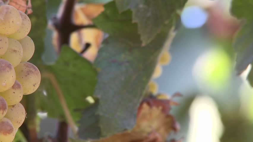 Pan across wine grapes in a Salinas Valley vineyard, Monterey County, California.