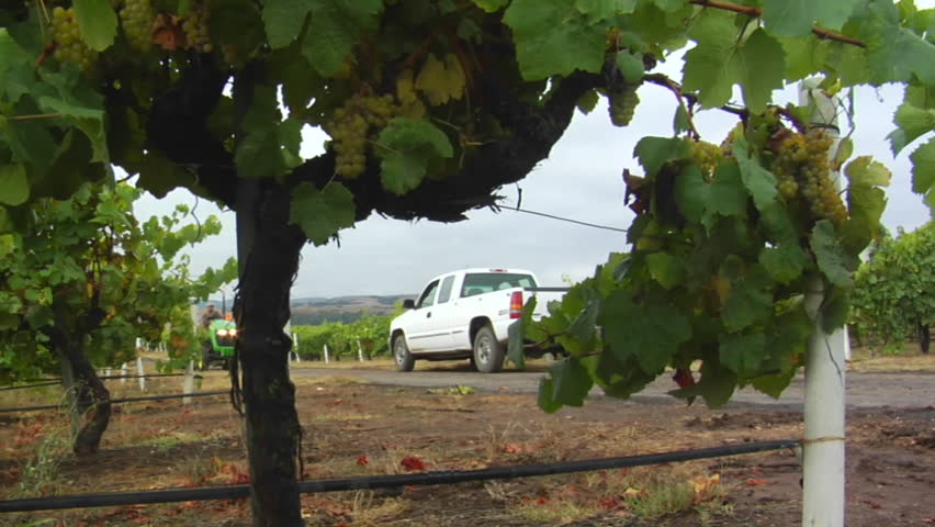 A tractor hauls a bin of grapes during harvest at a Santa Barbara County vineyard, California.