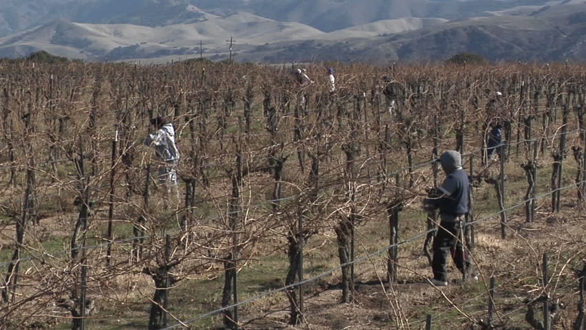 Field workers prune dormant vines in a California vineyard.