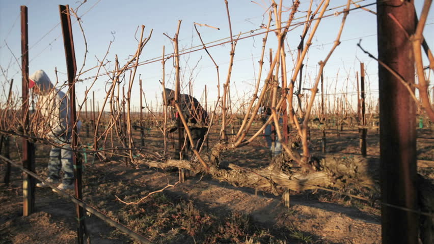 CALIFORNIA - CIRCA 2009: A pruning crew trims dormant vines in a vineyard circa 2009 in California.