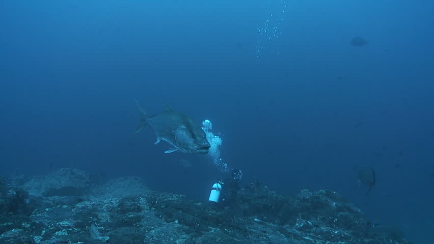 Amberjack