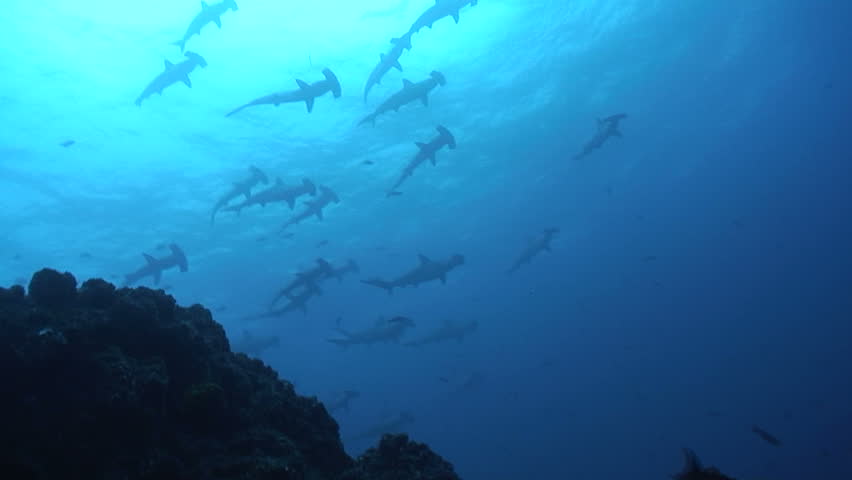 School of Hammerhead sharks
