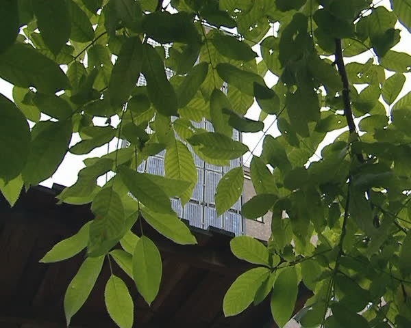 Tree leaves and solar collectors seen through them. Green solar energy.  