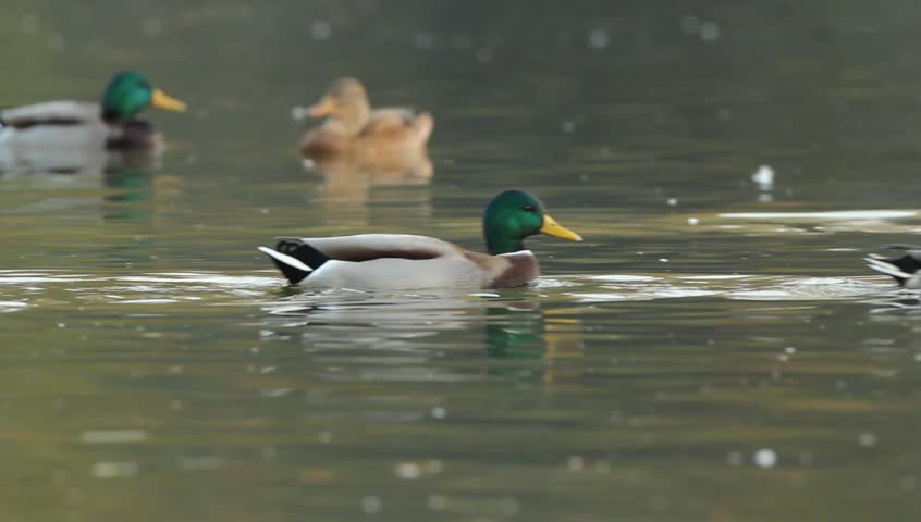 Mallards Floating On Water On A Late Autumn Afternoon