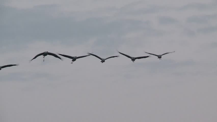 common crane