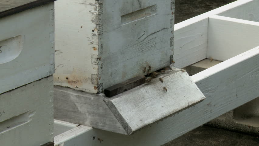 honeybees buzzing about wooden beehive