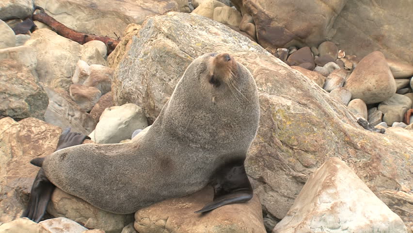 Seal on the rocks