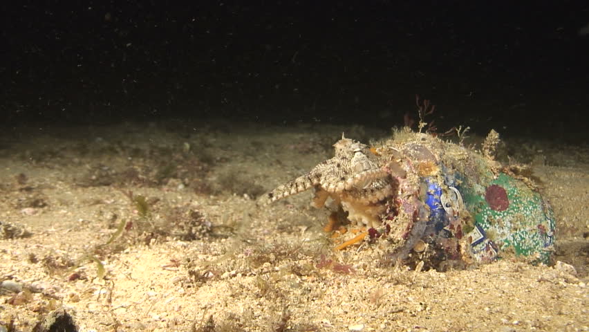 Octopus feeding