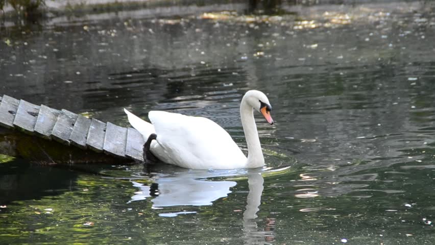 White swan 
