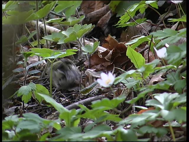 little grey bird eat a pip