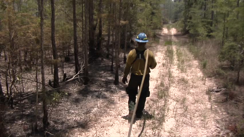 Wildland firefighters walks with a hose from the swamp buggy fire truck during a prescribed fire in the Florida Everglades