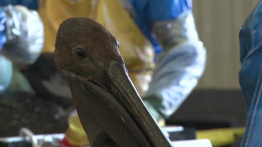 A brown pelican is covered in tar and oil after the BP oil disaster and is cleaned by relief workers