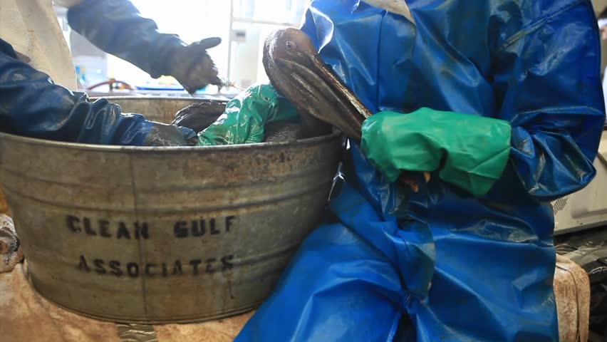 Pelicans are cleaned in a barrel by workers during the BP oil spill.